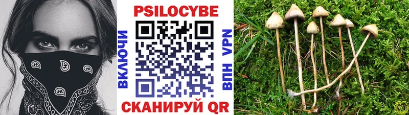 наркота  Малая Вишера  Псилоцибиновые грибы Magic Shrooms 